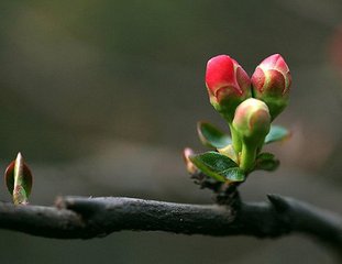立春出郊风急有作
