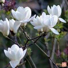 次韵章传道喜雨（祷常山而得。）