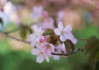 明月棹孤舟 海淀