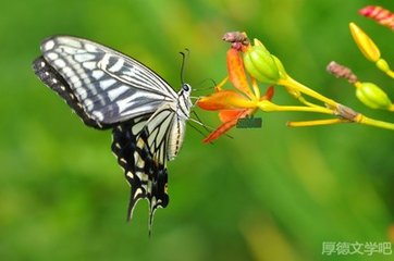 蝶恋花 戏题疏齐怡云词后