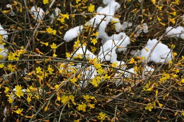 雪后到乾明寺遂宿