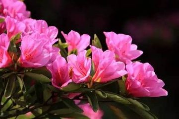净兴寺杜鹃一枝繁艳无比