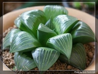 上宪使张郎中寿借西山集中甲申秋所赋雨荷诗