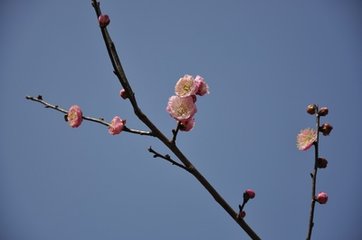 满庭芳（赏梅）