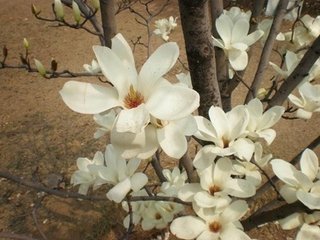木兰花慢·聚林园芳景