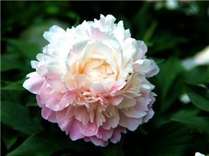 芍药花