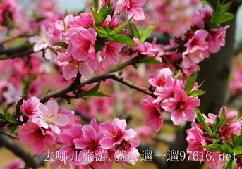 省试风光草际浮