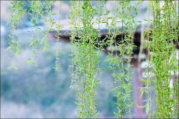 减字木兰花·多情多爱