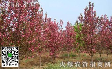 周洪道学士许折赠馆中海棠以诗督之