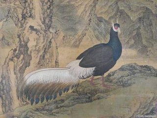 吐绶鸡