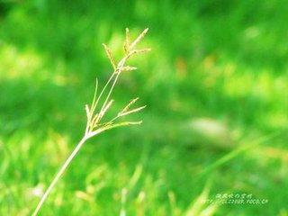 赋得御园芳草