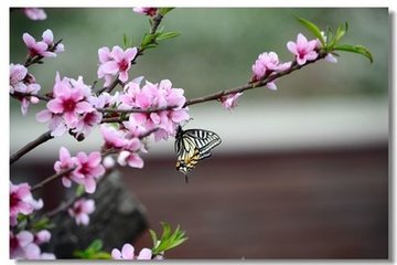 罗氏花下奉招陈侍御
