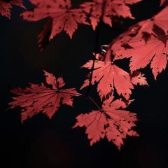 长相思（效南唐体）