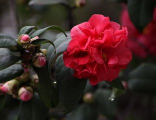 谢池春 花朝