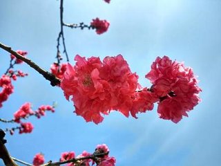 送元公之鄂渚，寻观主张骖鸾