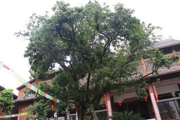 华藏寺会故人