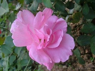 会压沙寺观梨花
