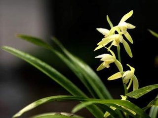 小雪日戏题绝句