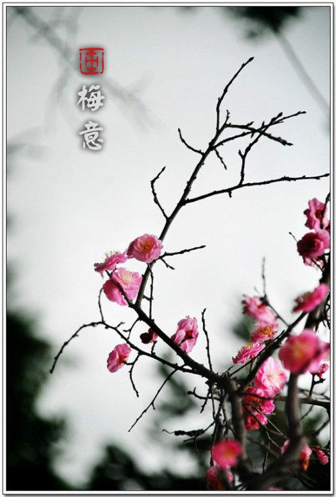 落梅花/落梅