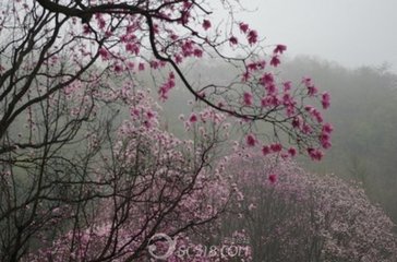 题灵隐寺红辛夷花，戏酬光上人