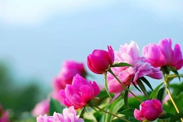 鸟夜啼 含晖亭芍药谢