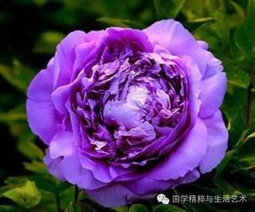 与崔二十一游镜湖寄包贺二公