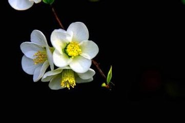 菩萨蛮·满宫明月梨花白