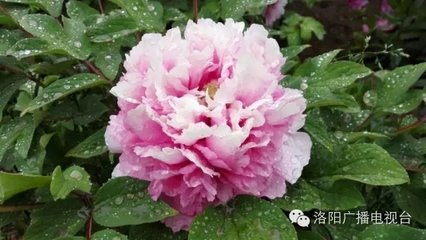 和书天庆观贺秘监堂三首