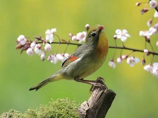 洛阳春/一落萦