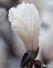 亭下玉兰花开