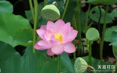 赠（一作贻）念《法华经》绶上人