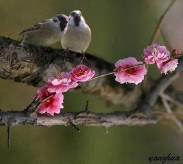 静女春曙曲