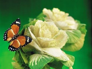 蝶恋花 云卿寄长短句徵无名亭记，戏用其韵