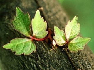送刘散员同赋陈思王诗，得好鸟鸣高枝