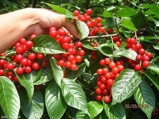 春日陪崔谏议樱桃园宴