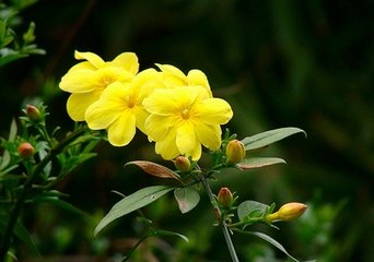 鹧鸪天·花界倾颓事已迁