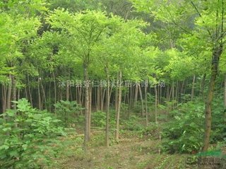 戏答杨球