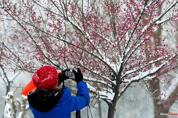 洛阳春·雪