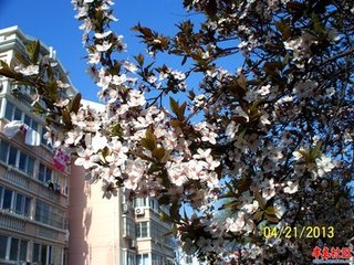 虞美人 谢张芳远惠杏花