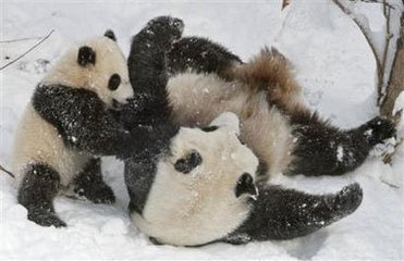 人日玩雪应制