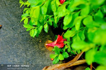 山下残夏偶作