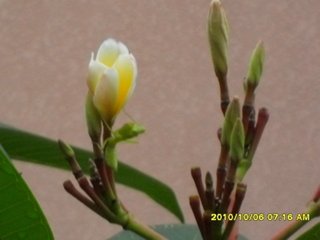 韦员外家花树歌