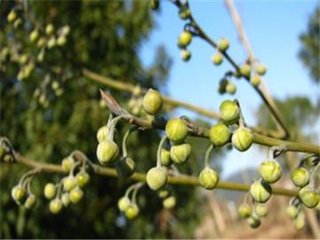 毕澄茄