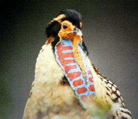 吐绶鸟词