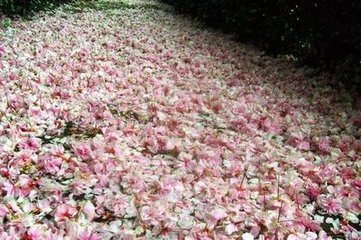 胡捣练令/胡捣练