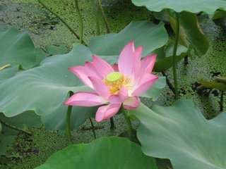 皇甫岳云溪杂题五首·莲花坞