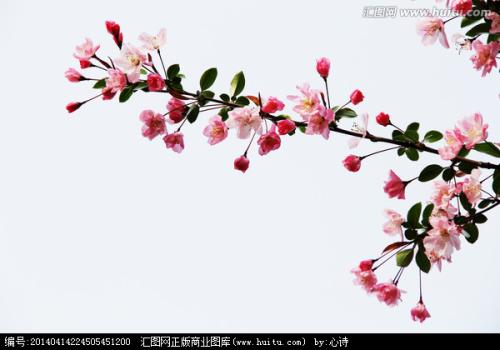 蝶恋花·春到海棠花几信
