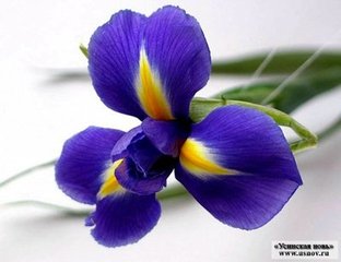 赋水仙花