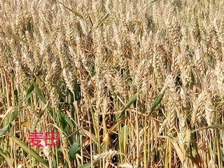 携妓乐游张山人园