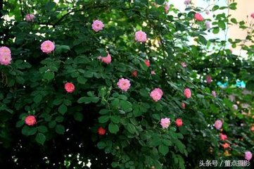 蔷薇正开春酒初熟因招刘十九张大夫崔二十四同饮